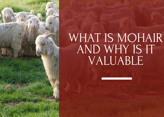 What Mohair is and why is it so valuable in the textile industry? | IsuiT