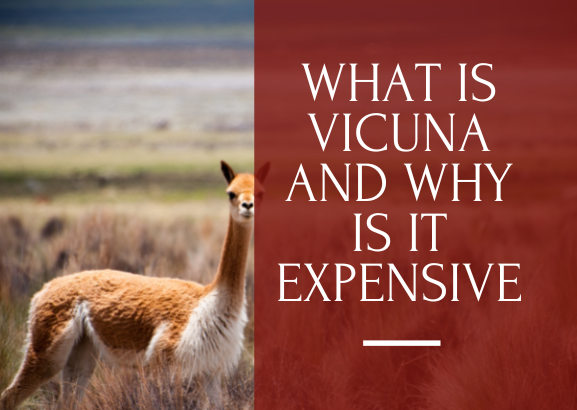 what is vicuna and why is it so expensive